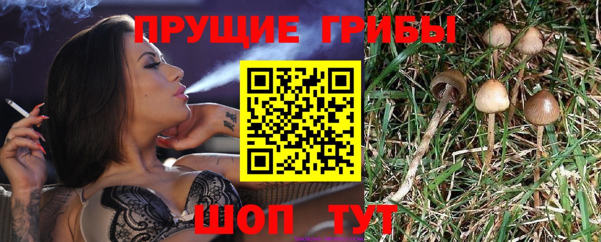 Псилоцибиновые грибы Psilocybine cubensis  Псилоцибиновые грибы мухоморы  Вход с VPN  Новошахтинск 
